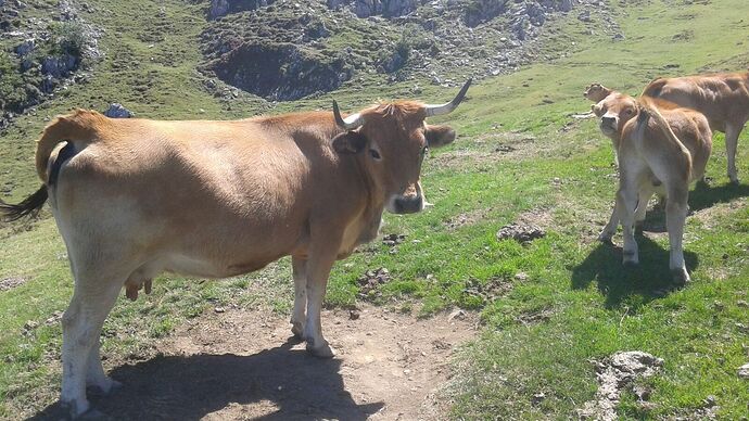 vacas2