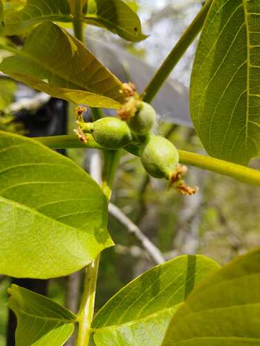 nueces2