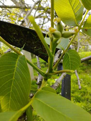 nueces1