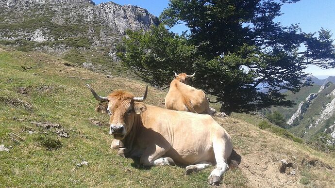 vacas1