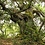 Dendrolatra