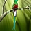 Quetzal